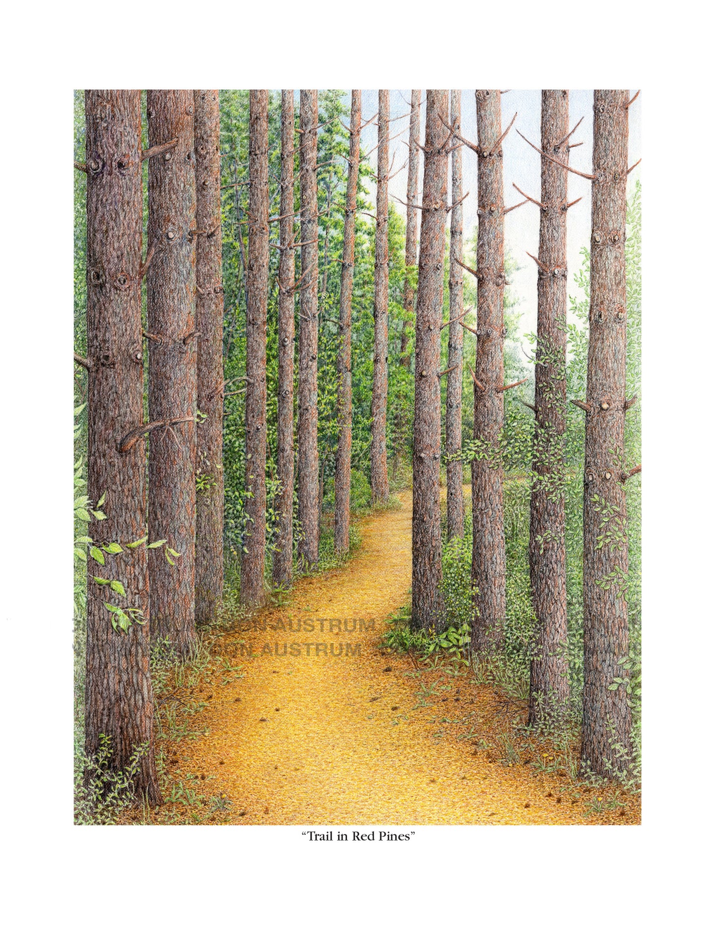 "Trail in Red Pines" Framed Print